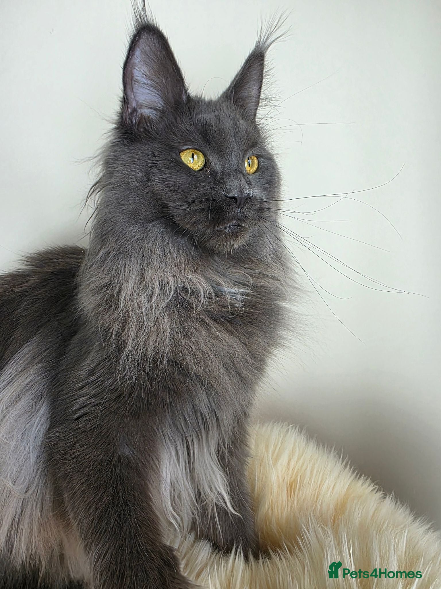 Maine Coon cats Registered Maine Coon Kittens.  - Advert 1