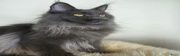 Maine Coon cats for sale: Registered Maine Coon Kittens.  - Advert 4