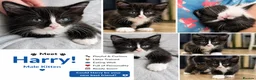 Maine Coon cats for sale: Maine Coon kitten boy - Advert 5
