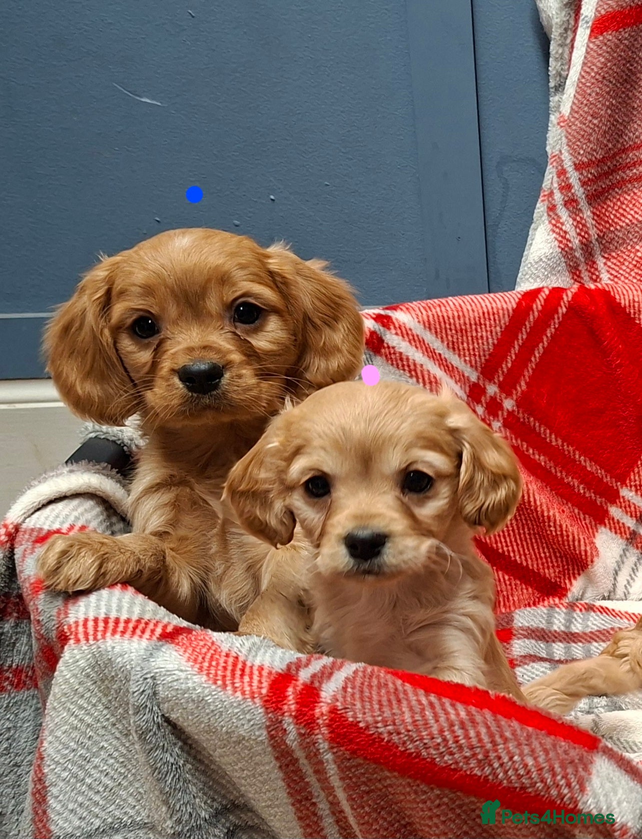 Cavapoochon dogs Cavapoochon Puppies for Sale - Advert 3