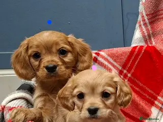 Cavapoochon dogs Cavapoochon Puppies for Sale - Advert 3