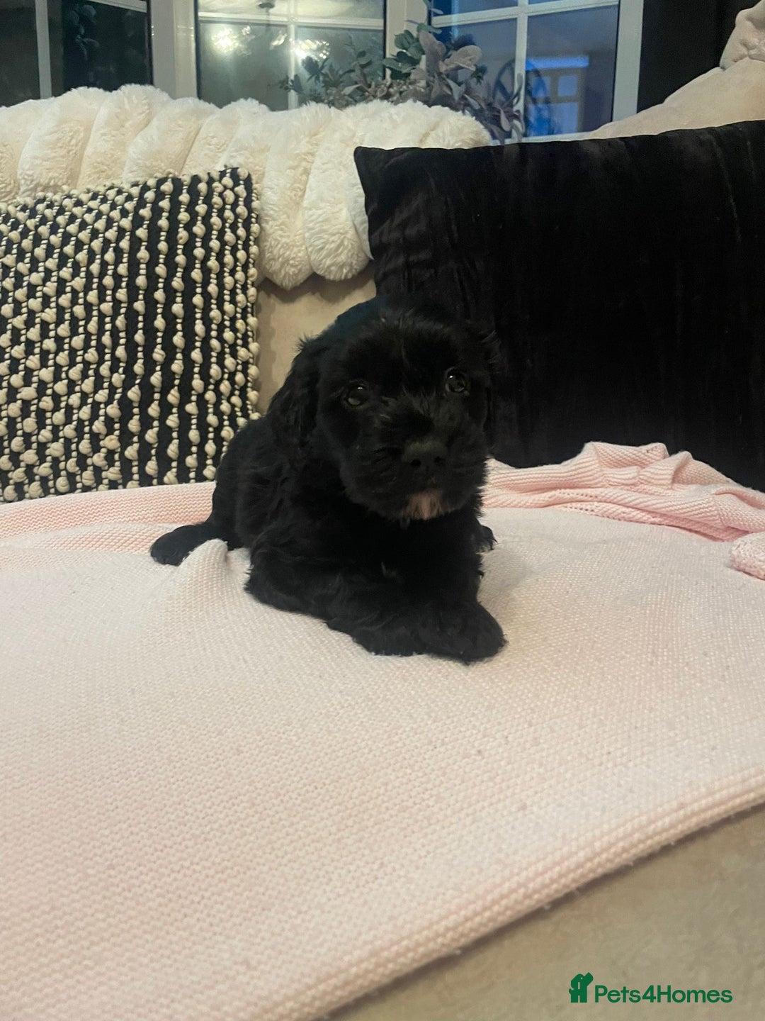 Cockapoo dogs for sale: 4 Stunning and Healthy cockapoos *2 girls 2boys* - Image 9