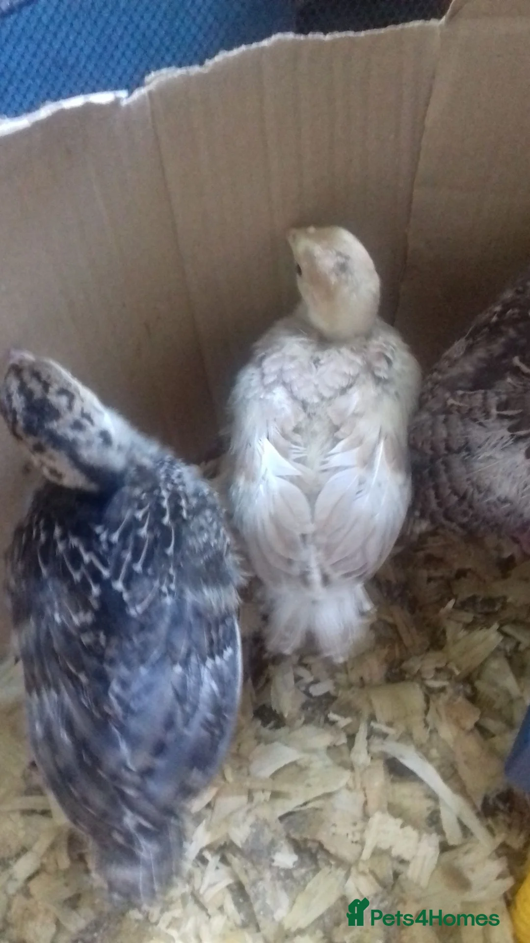 Turkeys poultry for sale: NORFOLK BRONZE TURKEY POULTS in Bolton - Advert 2