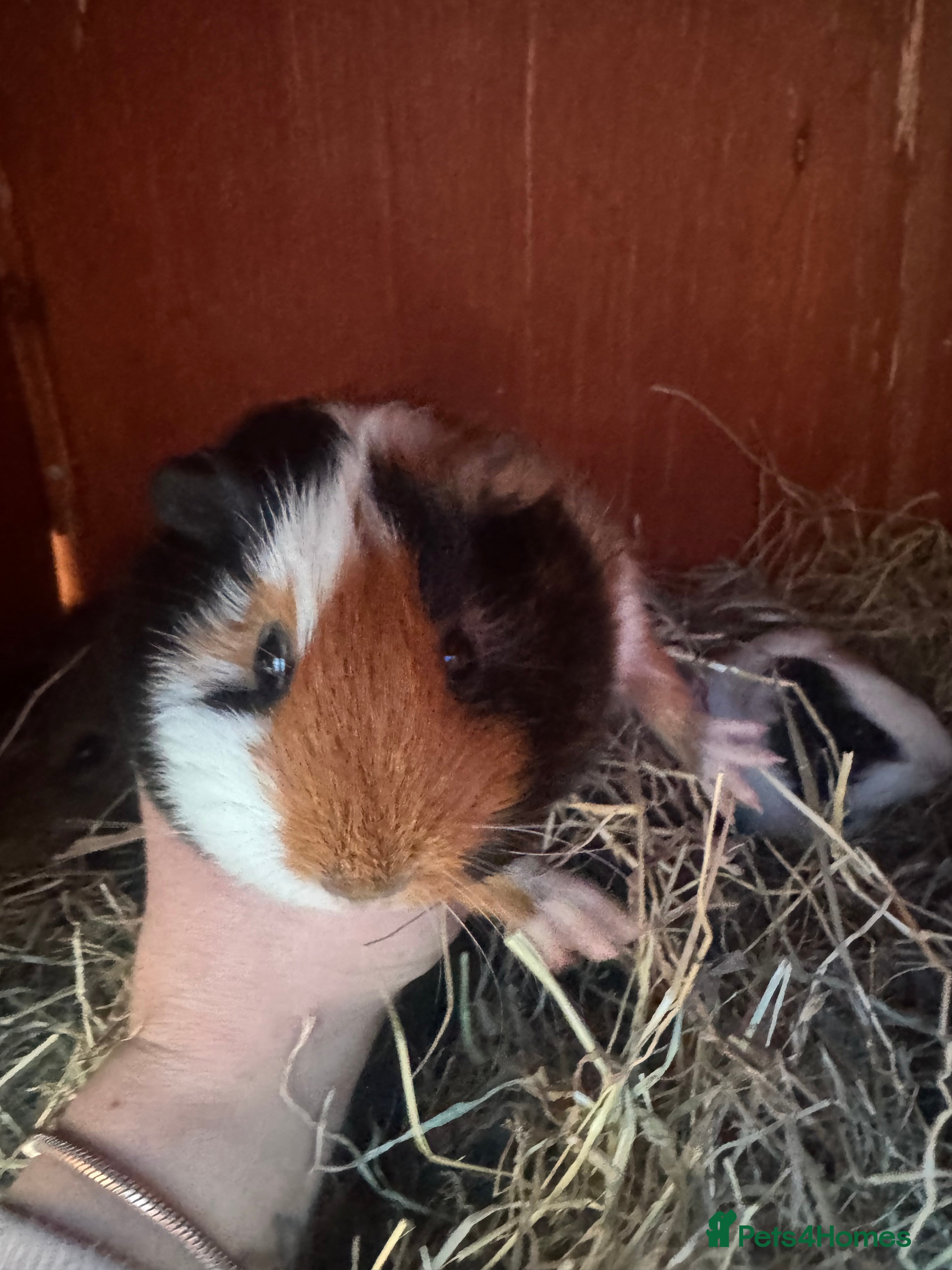 Guinea Pig rodents 2 male guinea pigs - Advert 1