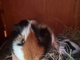 Guinea Pig rodents 2 male guinea pigs - Advert 1