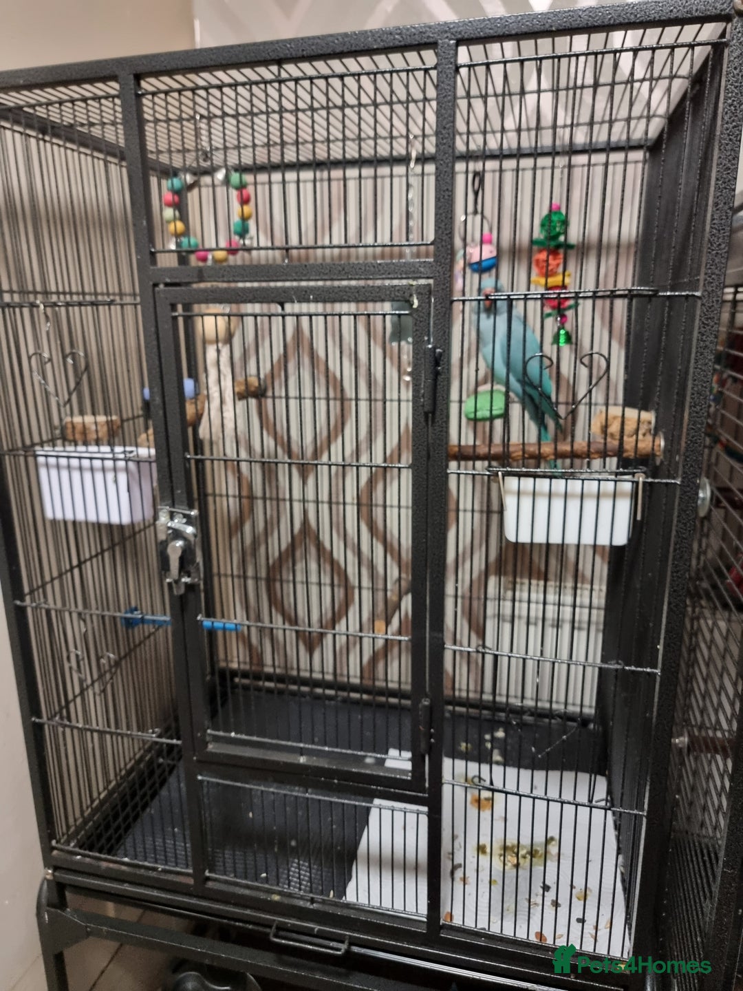Ringnecks birds for sale: Blue female ringneak  - Image 2