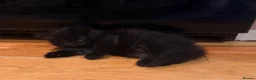 Mixed Breed cats for sale: 2 gorgeous long hair kittens ready for collection  - Advert 24