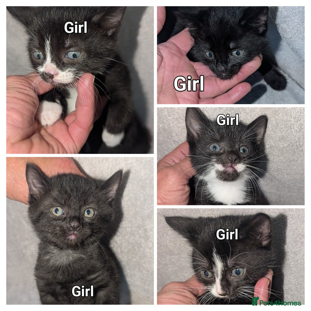British Shorthair cats for sale: Shorthaired kittens  - Image 1