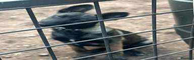 Belgian Shepherd Dog 4