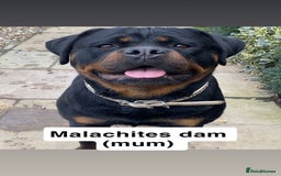 Rottweiler dogs for stud: Rottweiler stud  in Clydebank - Image 5