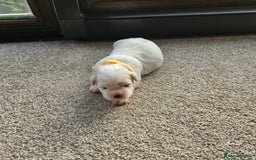 Shihpoo dogs for sale: Shihpoo puppies in Devon ... we've arrived!  - Image 27