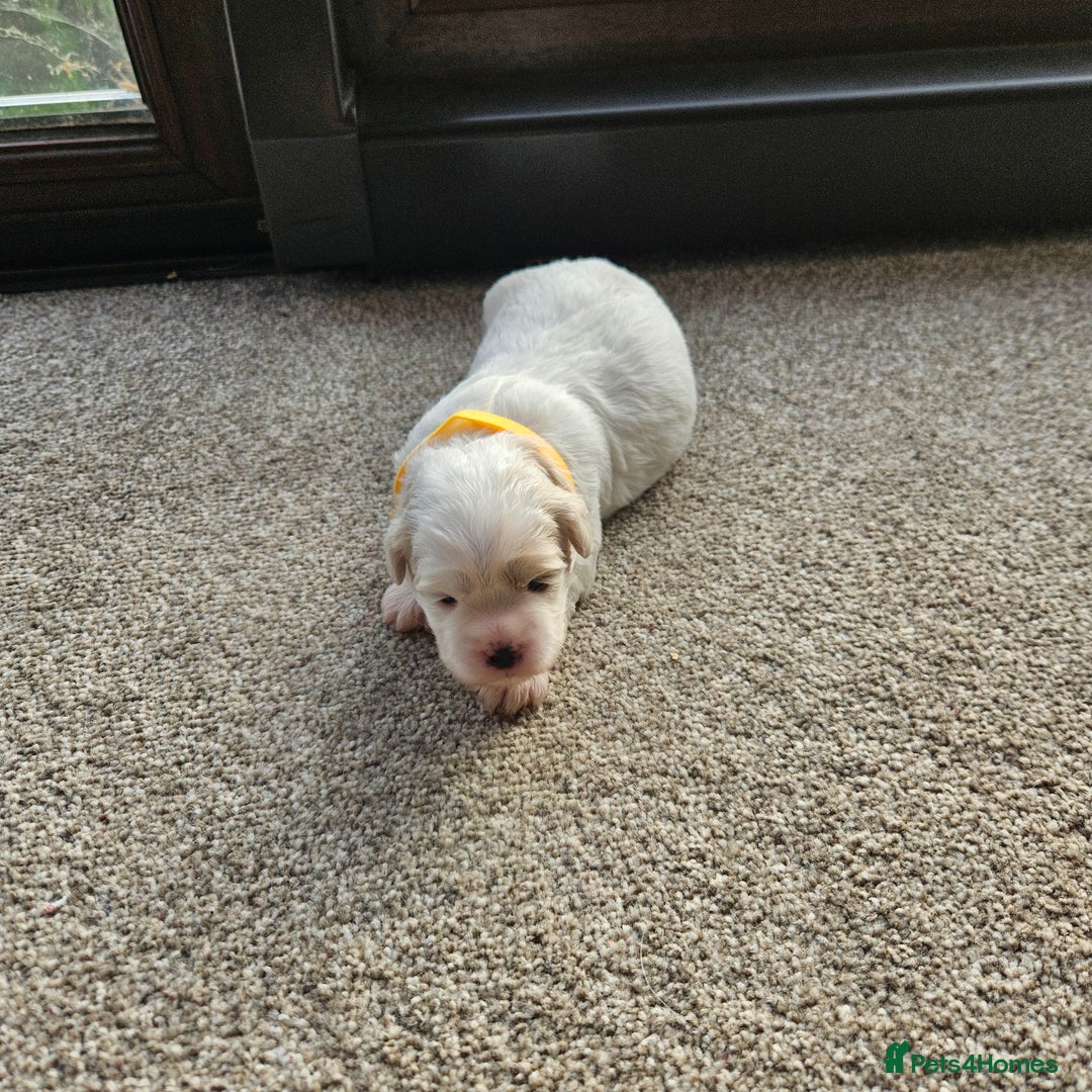 Shihpoo dogs for sale: Shihpoo puppies in Devon ... we've arrived!  - Image 27