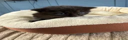 Mixed Breed cats for sale: Rag doll mix kittens bsh mixed kittens  - Advert 3