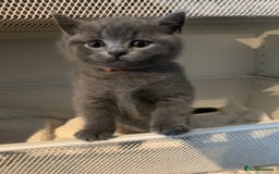 British Shorthair cats for sale: British Shorthair Kittens – Sweet Round Faces 🐻💛 - Image 1