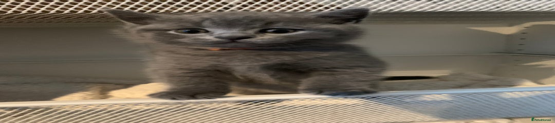 British Shorthair Kitten 1