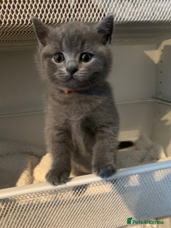 British Shorthair cats - Advert 1