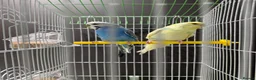 Budgerigars birds for sale: Few pair of budgies with cage  - Advert 17