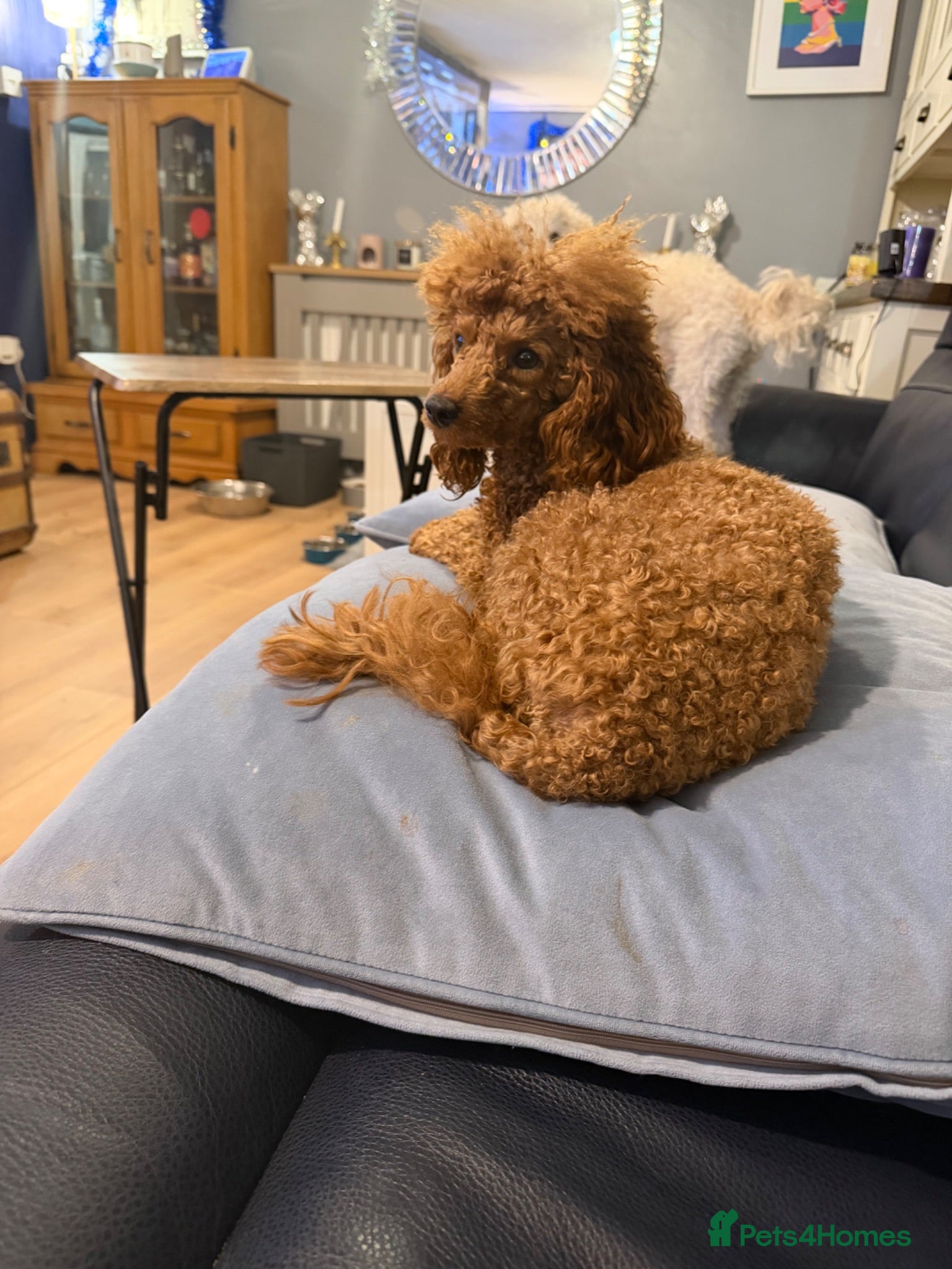 Toy Poodle dogs 5 toy poodle puppy’s 3 boys 2 girls  - Advert 1