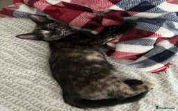 Mixed Breed cats for sale: Tortie kittens - Image 15