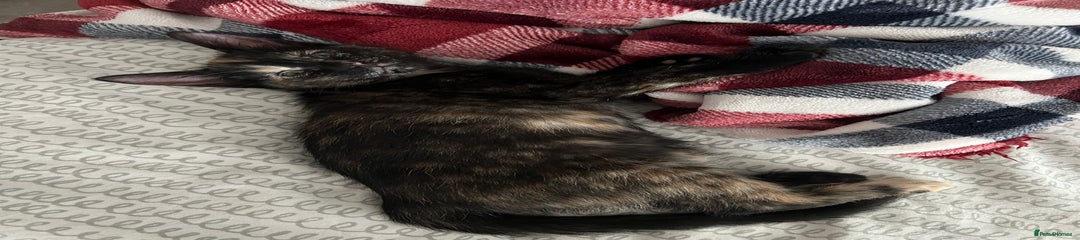 Kitten 1