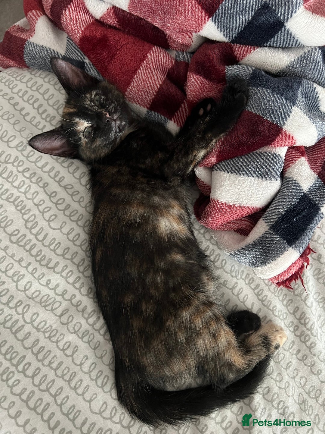 Mixed Breed cats for sale: Tortie kittens - Image 15