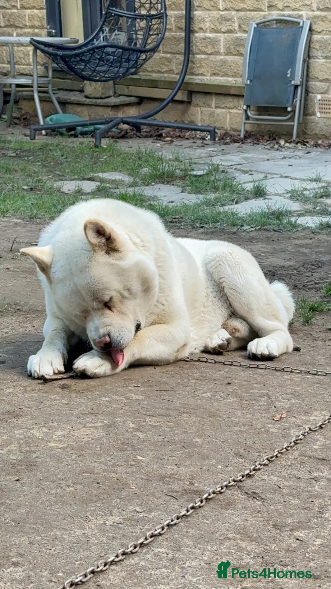 Akita dogs for sale: Pedigree American akita - Advert 2