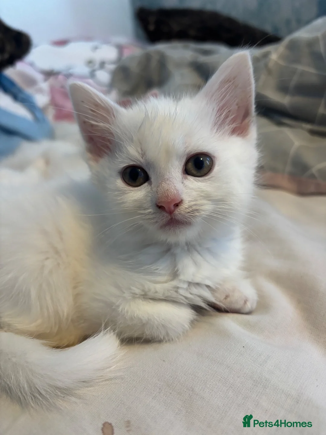 Mixed Breed cats for sale: Kittens for sale - Advert 6