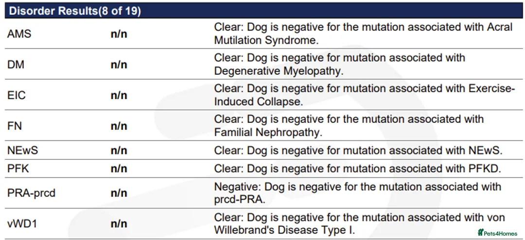 Cockapoo dogs for stud: F1 Red Cockapoo PROVEN Stud-Extensively DNA Tested in Stafford - Advert 7