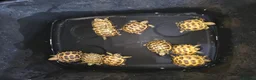 Tortoise reptiles for sale: Baby horsefield tortoise with full set up - Advert 11