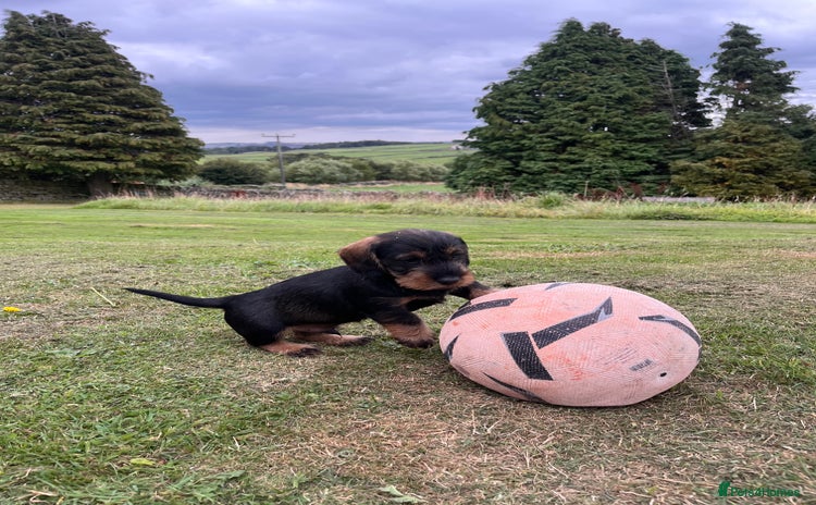 Dachshund dogs - Advert 16