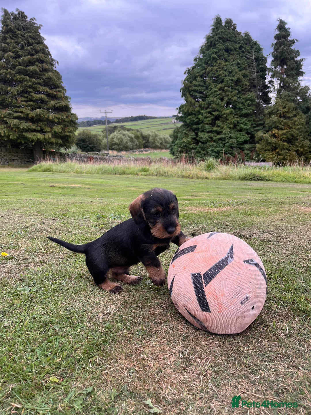 Dachshund dogs for sale: Wire haired dachshund puppies - Image 1