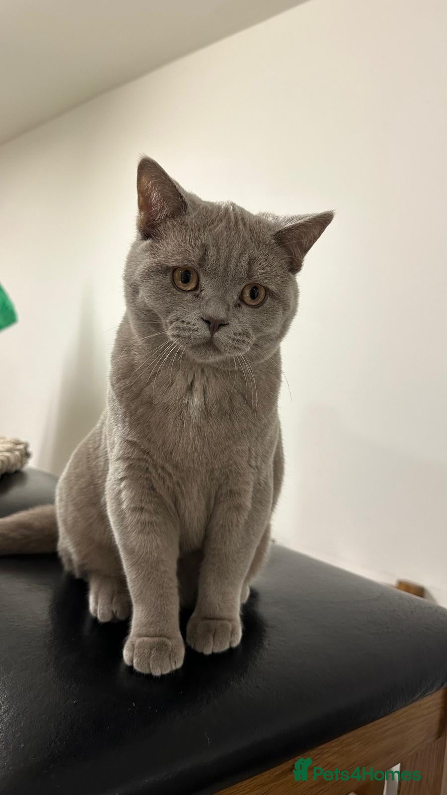 British Shorthair cats Lilac Male Champion Bloodline BSH Kitten GCCF - Advert 4