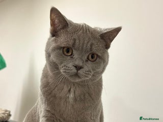 British Shorthair cats Male Champion Bloodline BSH GCCF - Advert 1