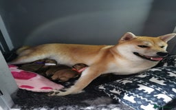 Japanese Shiba Inu dogs for sale: 5 KC Shiba puppies looking for their furever home  - Image 13