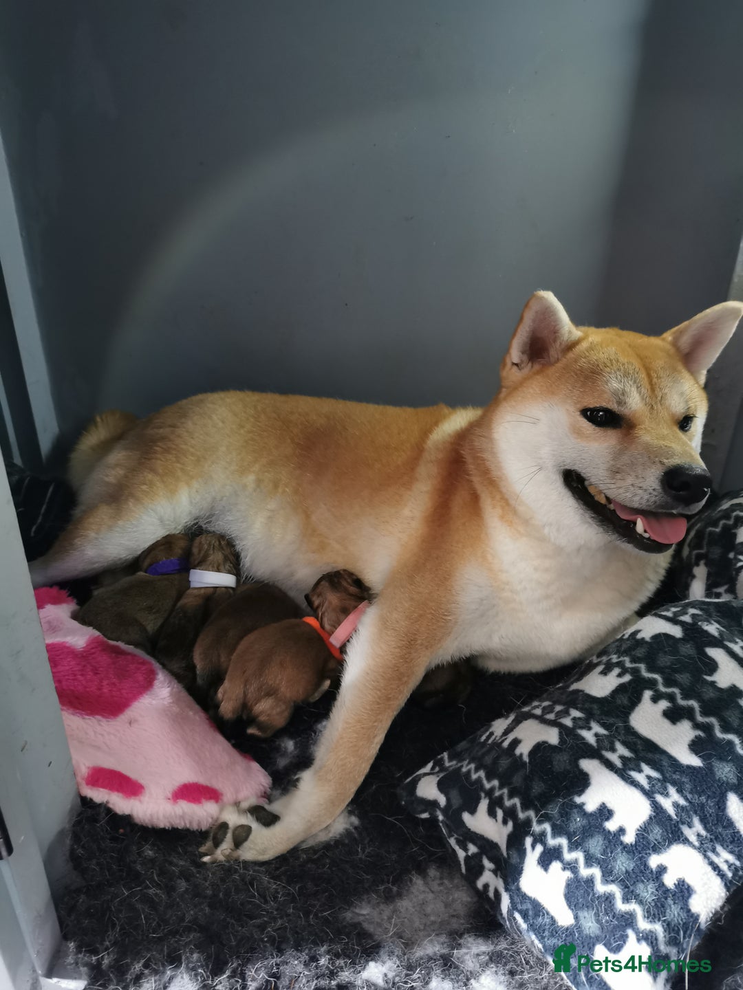 Japanese Shiba Inu dogs for sale: 5 KC Shiba puppies looking for their furever home  - Image 13