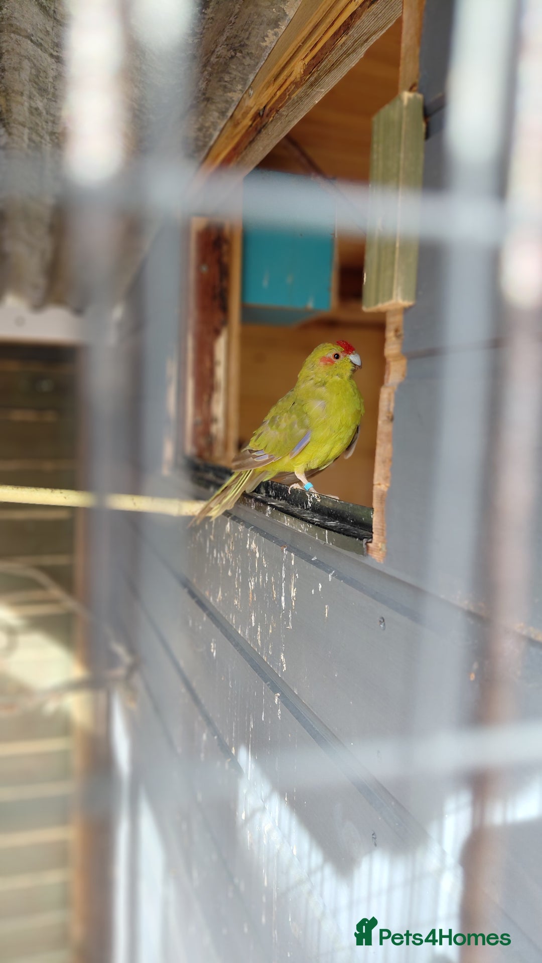 Parrots birds for sale: Beautiful bonded pair.ready.10 mnths old.nr watton - Image 2