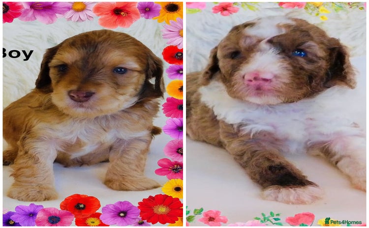 Cockapoo dogs DNA TESTED Last 2 boys READY NOW ❤️ - Advert 11