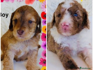 Cockapoo dogs DNA TESTED Last 2 boys READY NOW ❤️ - Advert 12