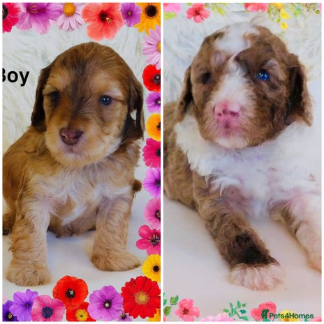 Cockapoo dogs DNA TESTED Last 2 boys READY NOW ❤️ - Advert 11
