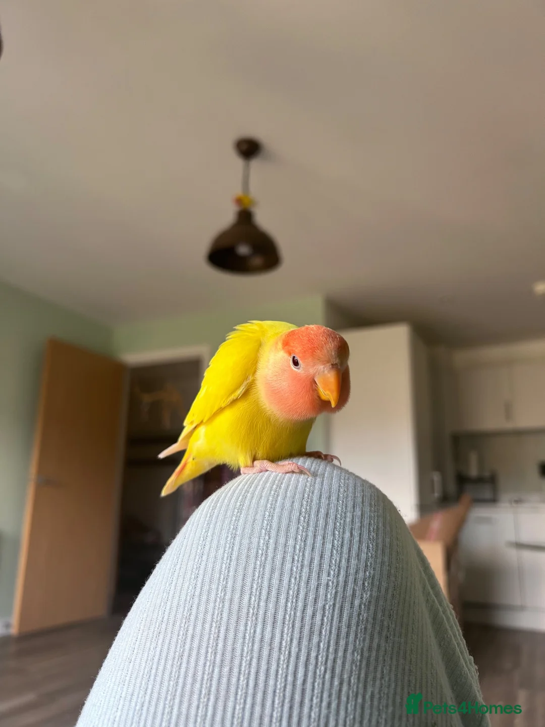 Lovebirds birds for sale: Peach faced Lovebird  in Birmingham - Advert 1