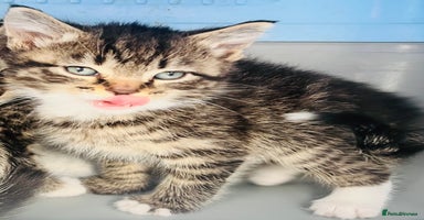 Mixed Breed cats - Advert 3