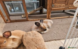 Lionhead rabbits for sale: Minni rex X lionhead bunnies - Image 10