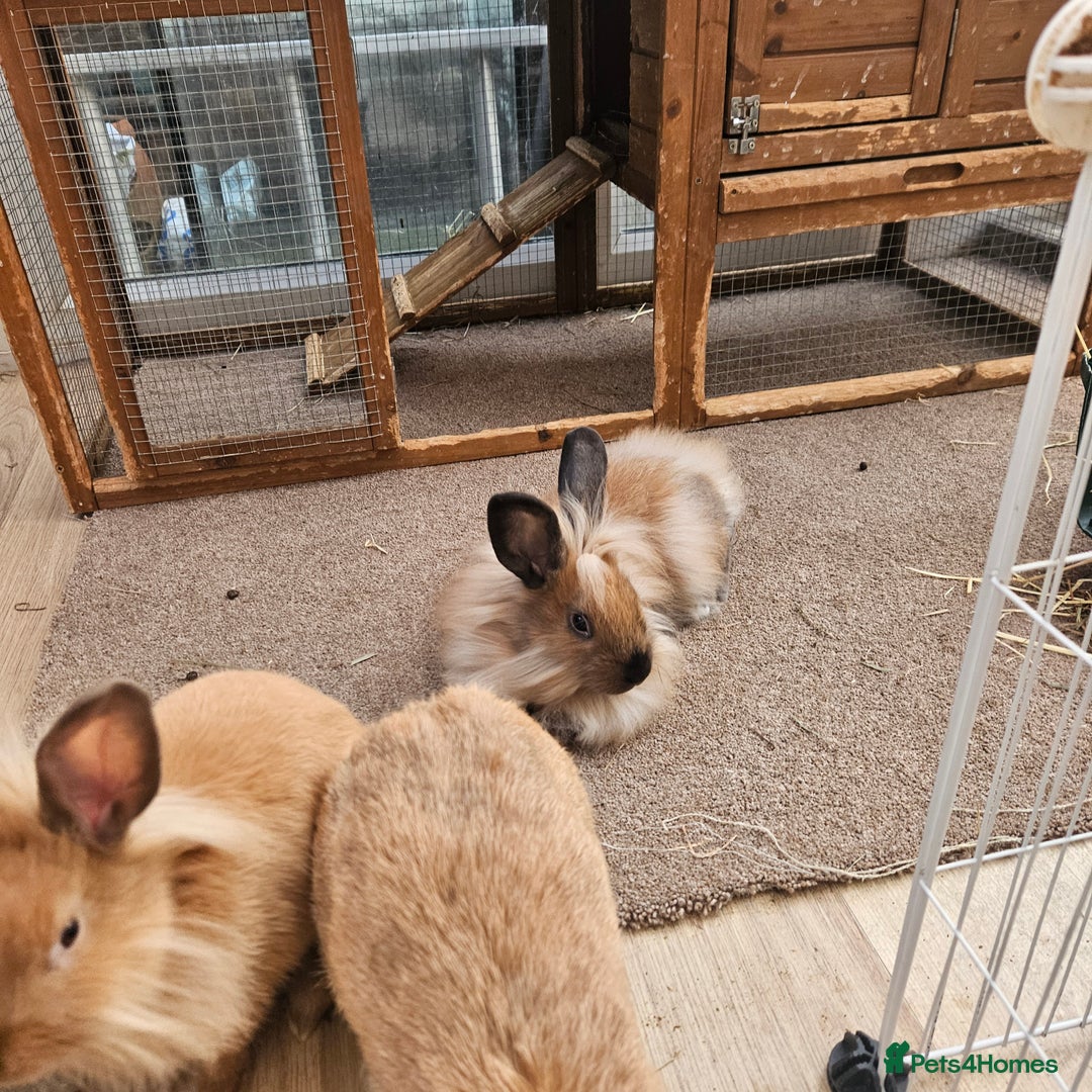 Lionhead rabbits for sale: Minni rex X lionhead bunnies - Image 10