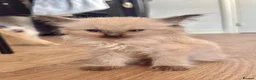 Ragdoll cats for sale: Ragdoll GCCF registered kittens - 9 weeks old - Advert 26