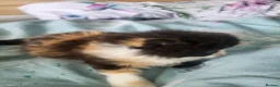 Mixed Breed cats for sale: Mixed litter of 6 little ladies  - Advert 3