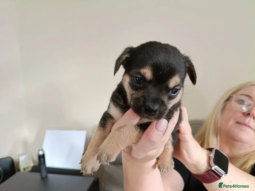 Chihuahua dogs for sale: Tiny chihuahuas  - Advert 9