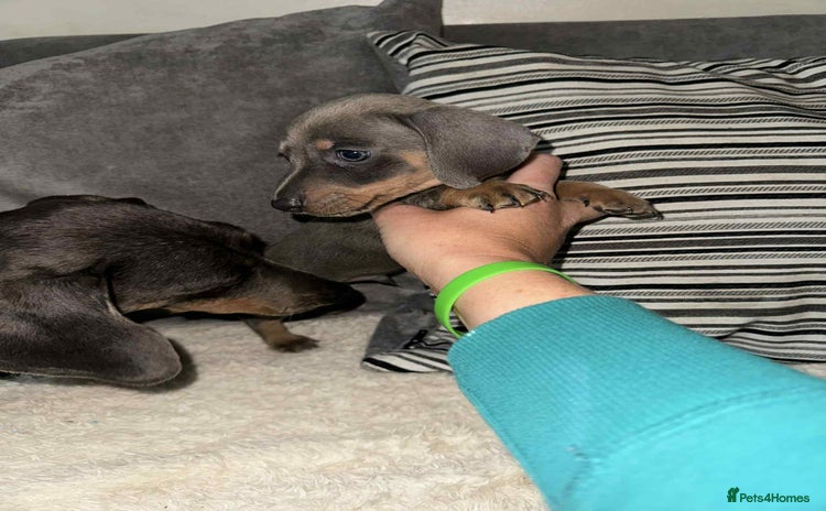 Dachshund dogs - Advert 10