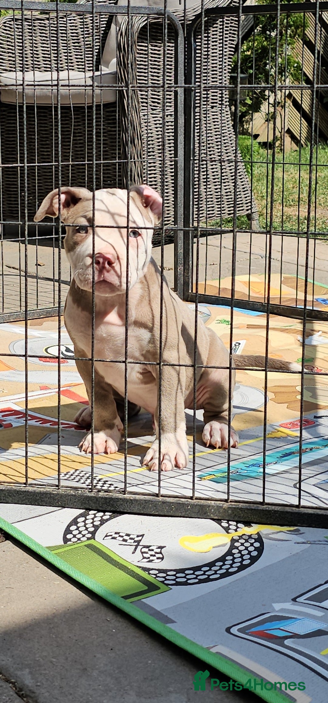 American Bully dogs for sale: 9 week old pocket bully pups, well known bloodline - Image 13