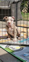 American Bully Puppy 6