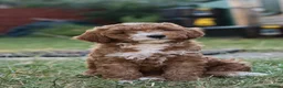 Australian Labradoodle dogs for sale: F1 Cockapoo x Australian Labradoodle Pups 🐾 - Advert 29